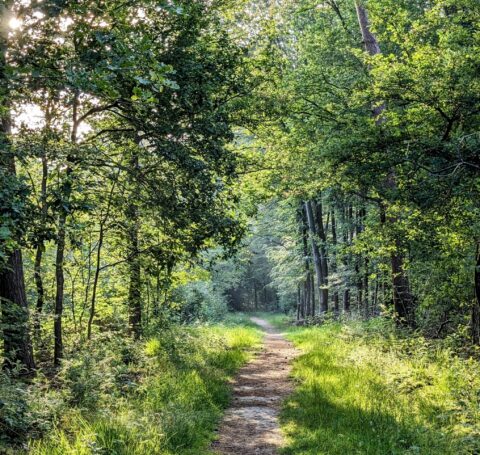 Implementatie GeoWeb bij Staatsbosbeheer